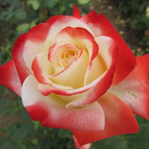 Vrtnica čajevka - Roza - Impératrice Farah™ - 